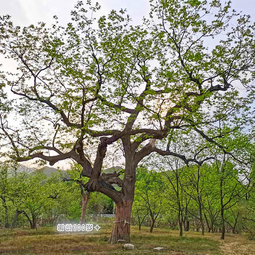 【新鲜怀柔板栗油栗 | 每周三周日发货】10年生态种植 万里长城脚下的大山深处！自然成熟 香甜软糯 生吃熟吃均可 商品图1