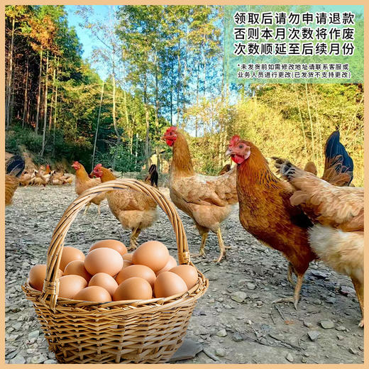 【会员专享】膳本季皖南土鸡土鸡蛋 每月领取1次 共计10次 商品图0