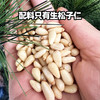 【甄选】内购西域美农原色松子500g（送夹子） 2025新货松子 配料干净 松香浓郁 商品缩略图10