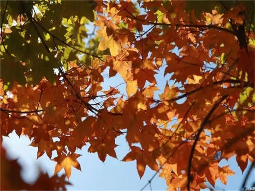 【百里画廊1日】免门票·休闲游览延庆百里山水画廊三大精华点の干沟-硅化木-滴水壶 商品图12