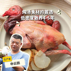 生态老鸽（4年以上）  | 绿家自产* Eco- Pigeon | Self-production