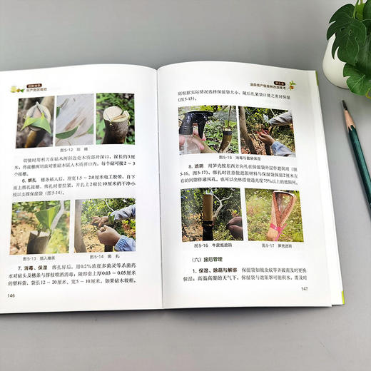 图解油茶丰产高效栽培【官方正版，可开发票】 商品图3