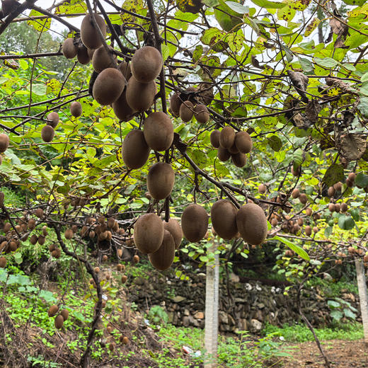 【2份十堰主城区包邮】新鲜水果 维C满满郧西绿心猕猴桃 3斤 商品图4