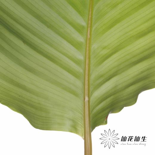 叶材 | 青苹果 商品图6