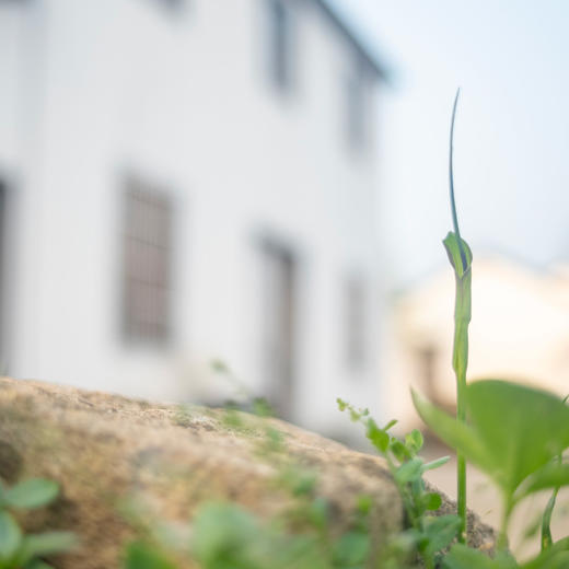 在城市与自然相遇 商品图0