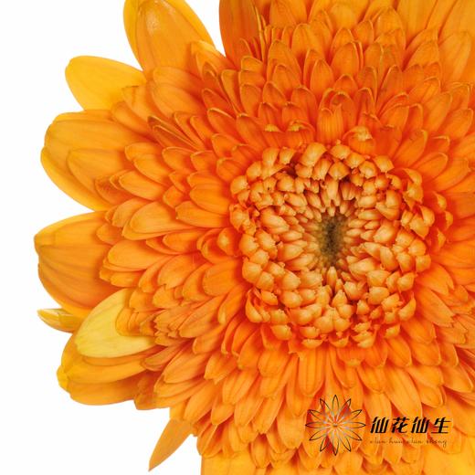 非洲菊 | 巴塞罗娜 商品图1