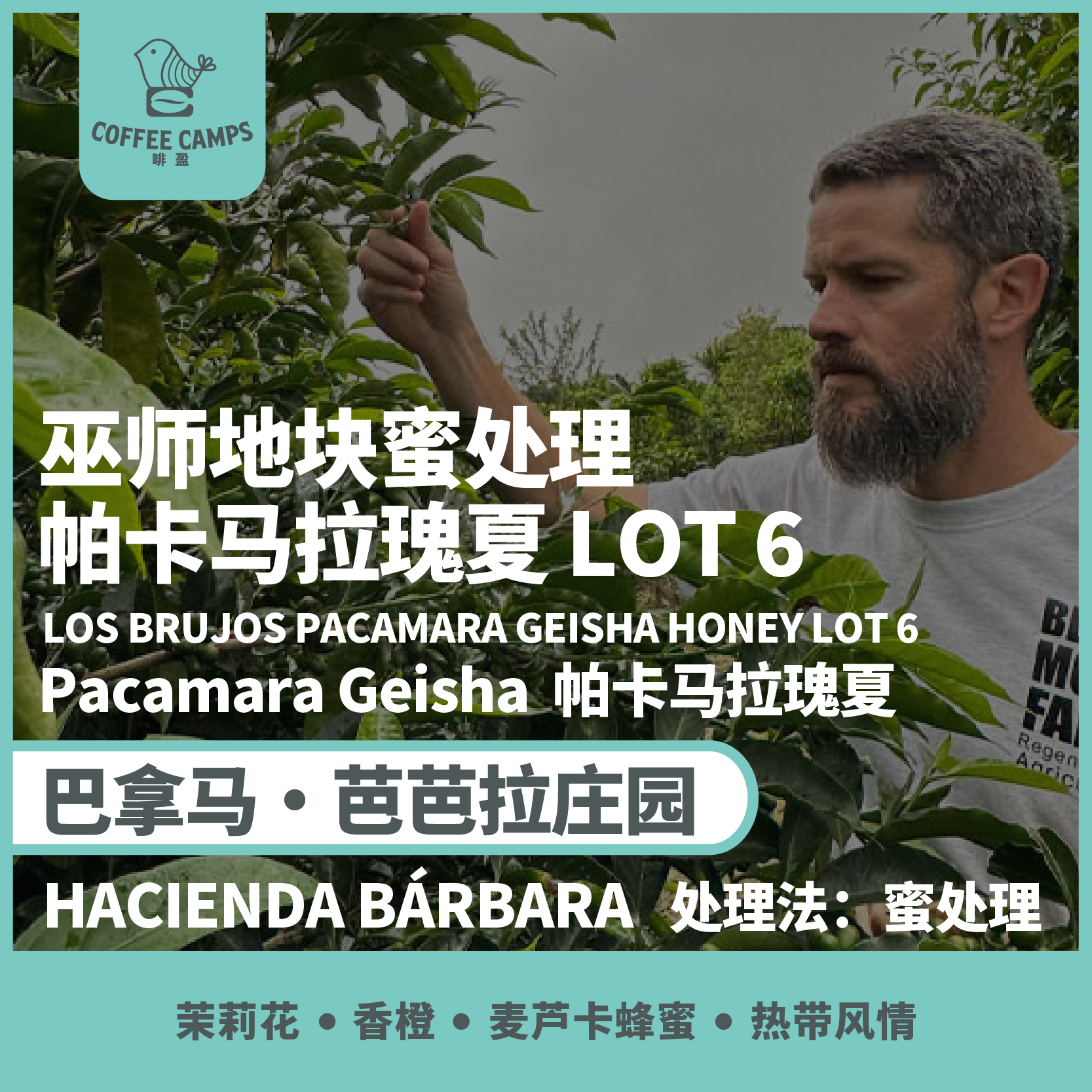 25产季 巴拿马 芭芭拉庄园 Hacienda Bárbara 巫师地块 Los Brujos LOT 6 帕卡马拉瑰夏 蜜处理（生豆）空运批次