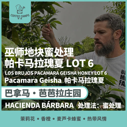 25产季 巴拿马 芭芭拉庄园 Hacienda Bárbara 巫师地块 Los Brujos LOT 6 帕卡马拉瑰夏 蜜处理（生豆）空运批次 商品图0