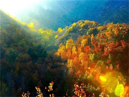 【百里画廊1日】免门票·休闲游览延庆百里山水画廊三大精华点の干沟-硅化木-滴水壶 商品图9