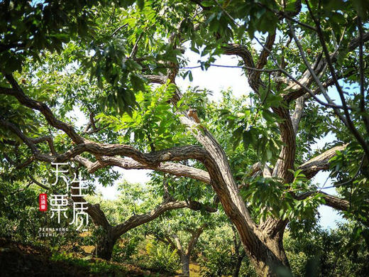 Mg基地📦核心产区迁西板栗（生熟两吃）🌰礼盒 商品图4