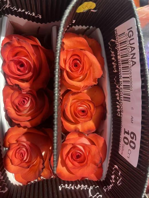 同城甄选厄瓜多尔进口lguana鬣蜥玫瑰花10支 商品图1