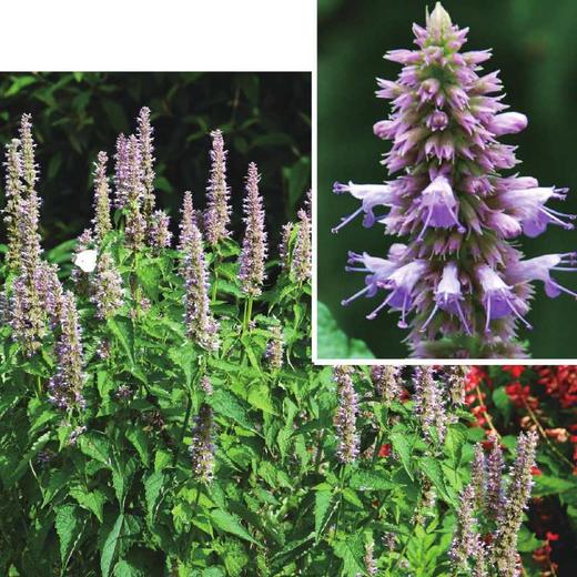 野藿香蜜 (水晶玻璃瓶装)252g 商品图1