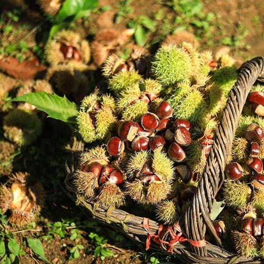 迁西老树板栗 商品图5