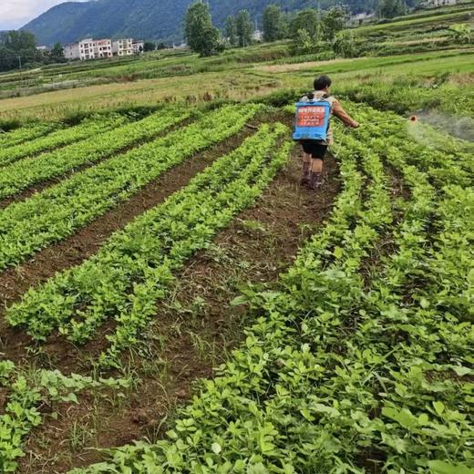 010小籽花生| Peanut 两籽精品 2025年新货 2亩地精选210斤 湖南杨林老品种小籽花生 富硒 口感香甜细腻 商品图7