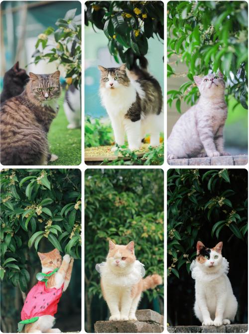 糗糗庄园猫猫电子照片 商品图2