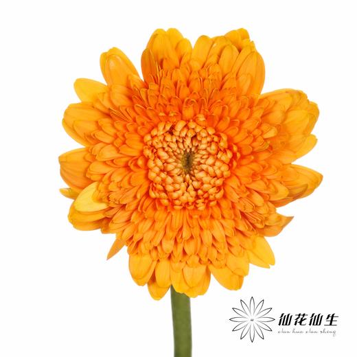 非洲菊 | 巴塞罗娜 商品图2