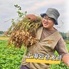 010小籽花生| Peanut 两籽精品 2025年新货 2亩地精选210斤 湖南杨林老品种小籽花生 富硒 口感香甜细腻 商品缩略图1