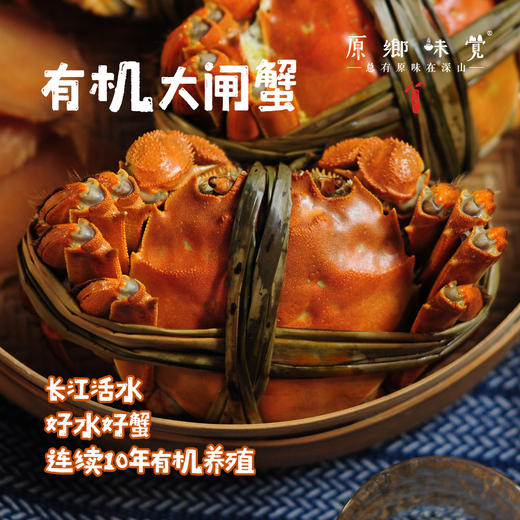 【买一箱送一只2.5两母蟹】有机大闸蟹（基地直发-顺丰包邮） | 多种规格，来自安徽当涂，生产者：霍大文【合作生产，公平贸易】 商品图1