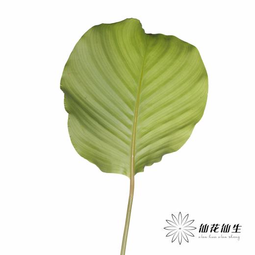 叶材 | 青苹果 商品图4