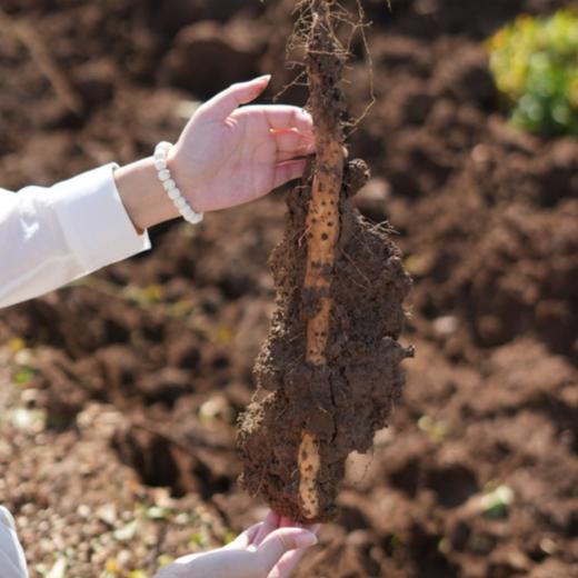 垆土铁棍山药 商品图2