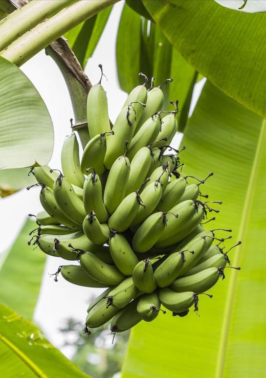 【云南威尼斯超甜蕉】儿时记忆中的香蕉味道~云南1000米高原河谷山地种植 13个月自由生长、自然香甜 高达25°天花板级的甜度 商品图6