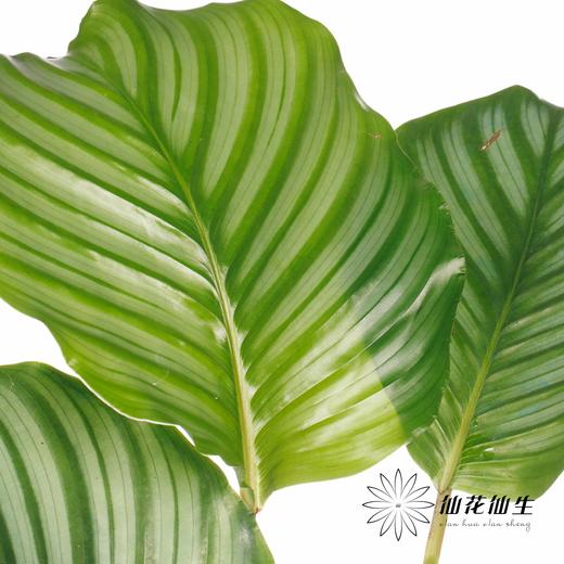 叶材 | 青苹果 商品图5