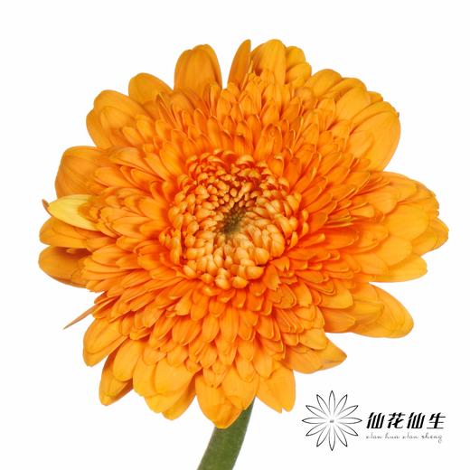 非洲菊 | 巴塞罗娜 商品图0