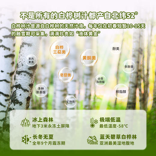 北方神桦 白桦树汁100%原液野生桦树汁水原汁植物饮料 【325ml*4瓶】1箱 商品图5