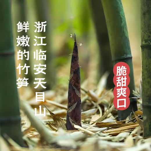 天目笋尖花生笋丝 开袋即食  健康卫生 微辣不辣两种口味可选 商品图2