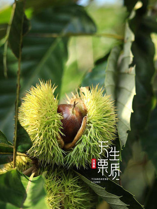 Mg基地📦核心产区迁西板栗（生熟两吃）🌰礼盒 商品图3