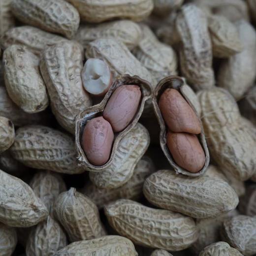 010小籽花生| Peanut 两籽精品 2025年新货 2亩地精选210斤 湖南杨林老品种小籽花生 富硒 口感香甜细腻 商品图3