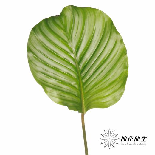 叶材 | 青苹果 商品图3