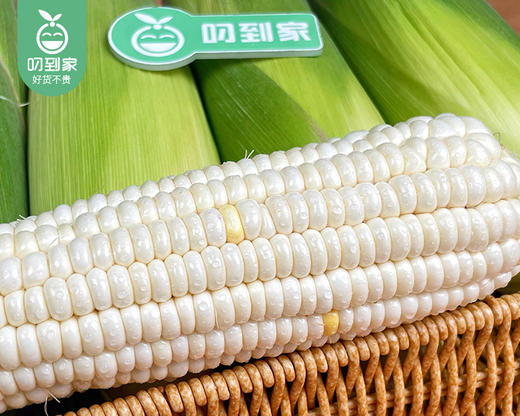 【叼鲜蔬】漳州燕窝雪糯玉米/1箱（4-6根 1.75-2kg） 商品图8