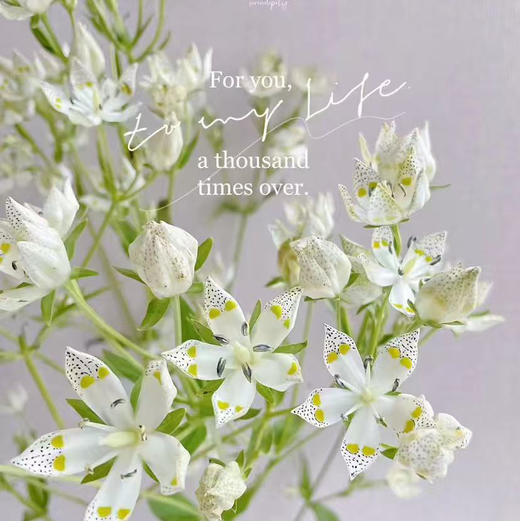 国产小众琅琊花 商品图1