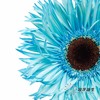 非洲菊 | 染色非洲菊蓝色【人工吸色有色差， 介意慎拍】 商品缩略图1