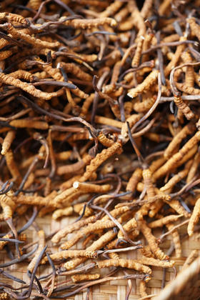 小断草（拔签发货）