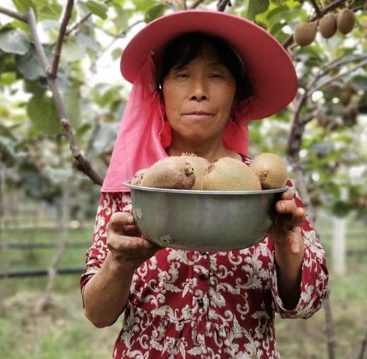 陕西徐香猕猴桃，味甜浓香，果实饱满，明星力推好吃的猕猴桃，陕西地标性农产品！ 商品图0