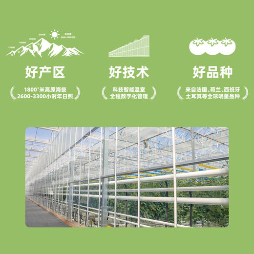 春沐源【高原七彩番茄】高原连枝串茄高糖低酸，口感脆甜有回甘顺丰包邮 商品图7
