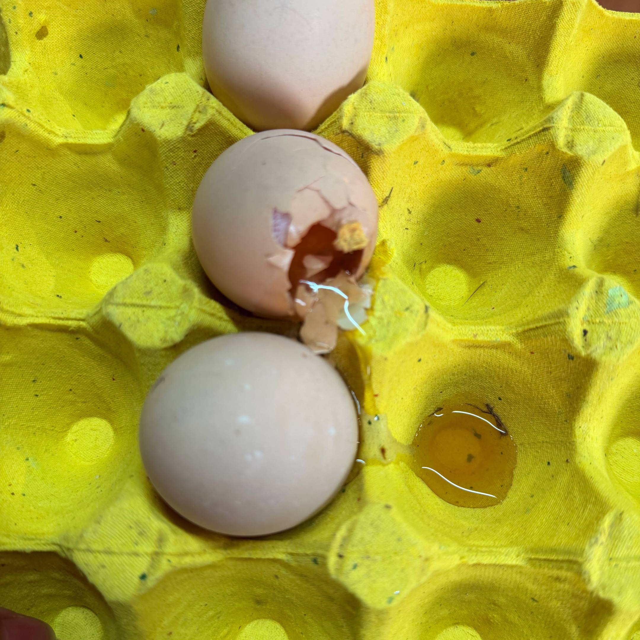 【上门自提】新联|当日破损蛋|30枚