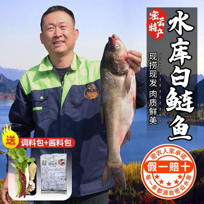【2025保真密云水库鱼】密云水库鱼 白鲢鱼鱼肉  鱼肉馅 现捞现发 净膛发货6斤/8斤/10斤/15斤多退少补