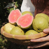 【顺丰包邮】广西奶油芭乐 草莓红心芭乐 中果/大果彩箱装 商品缩略图3