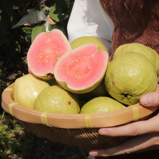 【顺丰包邮】广西奶油芭乐 草莓红心芭乐 中果/大果彩箱装 商品图3