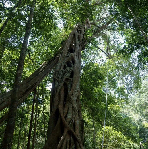 云南 | 看寄生花，西双版纳独家雨林一日徒步！季节限定《寻找寄生花》日营活动神秘来袭！ 商品图8