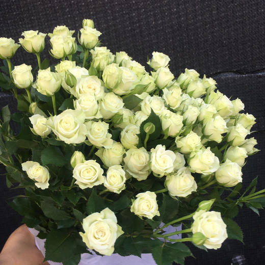 多头玫瑰.繁星 商品图0