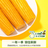 【蒙谷苞糯9黄玉米 】香甜软糯 颗粒饱满 商品缩略图4