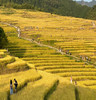 金秋扫黄、欧家梯田2日自由行 商品缩略图0
