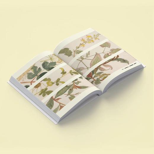 《黄帝外经》上下册，陈士铎原版+白话直译+解读+百幅插图，还随书赠“中草药禁忌与配对”导图，比内经更狠的养生奇书！ 商品图5