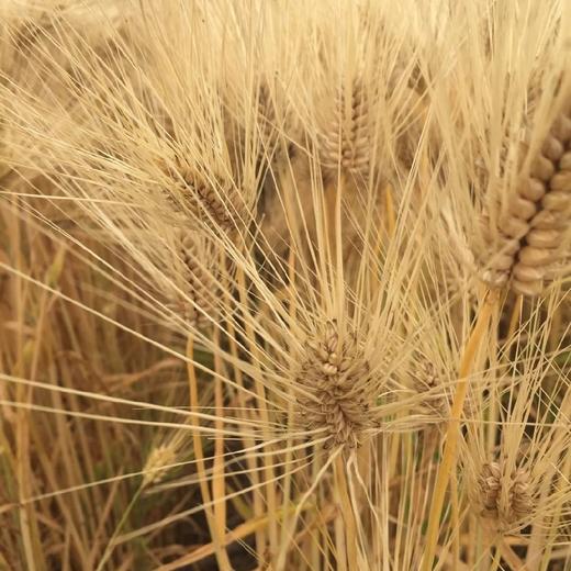 【农场自产】活力农耕 深焙大麦茶 品谷物自然醇香 商品图2