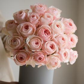 【AB级凯瑟琳玫瑰.第二件减10元】10支/份