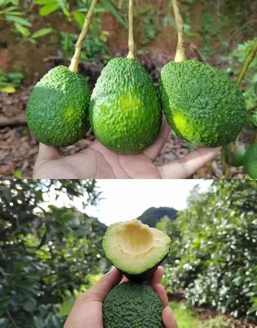 🥑云南哈斯牛油果 商品图2
